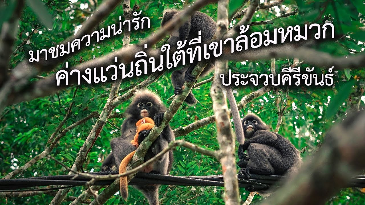 ค่างแว่นถิ่นใต้