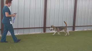 New installation at Odessa Animal Shelter hopes to improve adoption rates