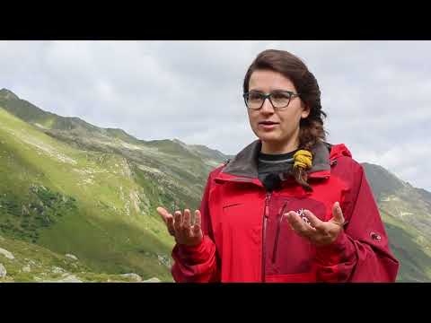 Extreme Wassertemperaturen im Gebirgsbach