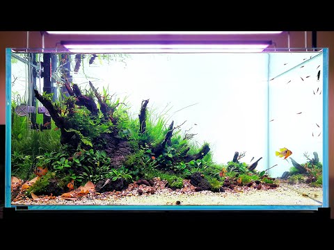 RIVER STREAM - NEW 90cm HOME TANK | Step by step and two weeks later
