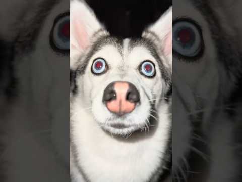 ¡Sapphie the Pomsky en El Juego del Calamar! 🦑🐶🔥