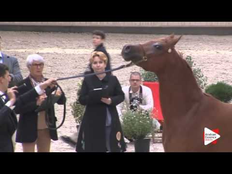 N.82 VIKENTI AL ASHAI - DEAUVILLE 2015 - 2 year old colts (Class 7)