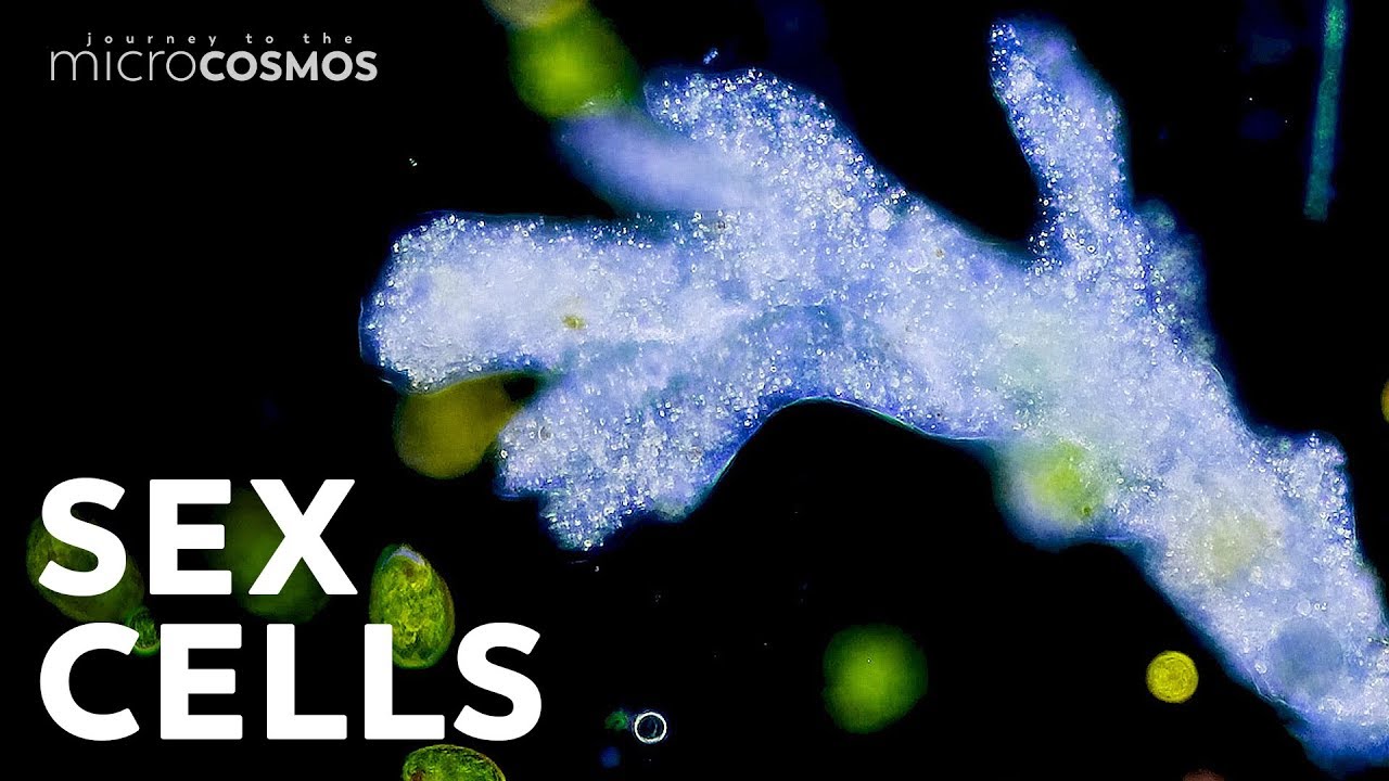 What Is the Point of Sex?