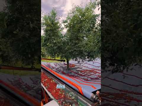 Automated Fruit Harvester: Advanced Shaking Technology for Faster Harvesting
