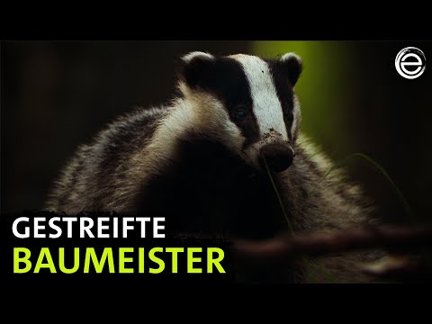 Dachse ‒ Unsere unbekannten Nachbarn | Erlebnis Erde