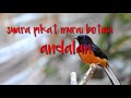 Suara Murai Betina MP3 Cocok Untuk Pikat Dan Pancingan