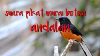 Download lagu suara murai betina MP3 cocok untuk pikat dan pancingan mp3