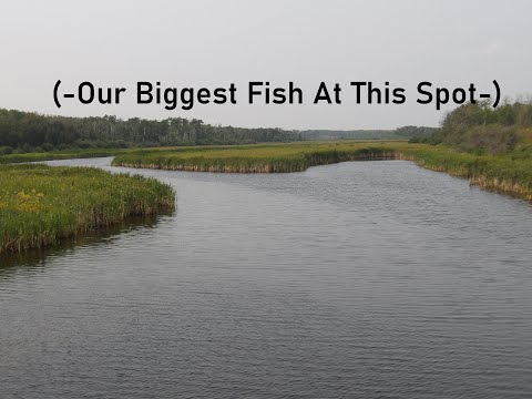 (-Our Biggest Fish At This Spot-)