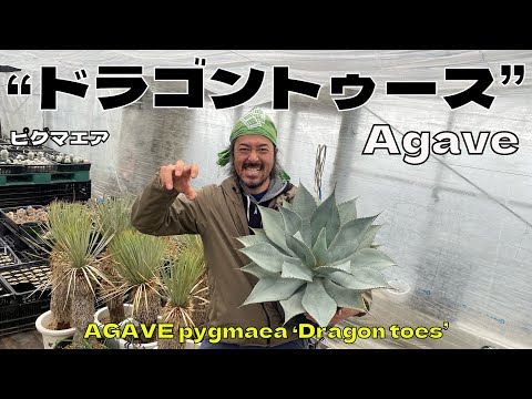 園芸 オフィオポゴン、サーペントビアード、ドラゴンビアード