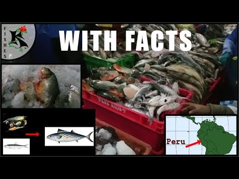 Peruvian FISH MARKET (FYI - Don't wear flip-flops!) | Koaw Nature