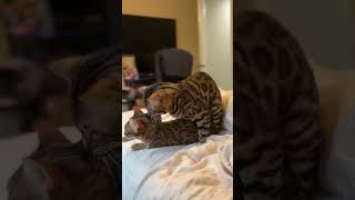 Bengal Cat trying and failing to mate 😂