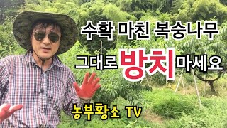 [복숭아재배] 수확마친 복숭아 여름철 관리방법 / 조생종 복숭아나무 수확 후 그대로 방치 하지 마세요