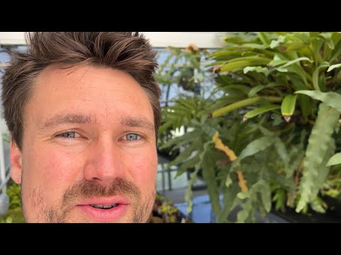 2022 Floraecollaborative Greenhouse Tour Part 3 Intermediate Side!