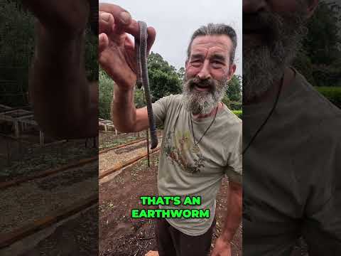 GIANT EARTHWORM that grows 2M LONG! 😲