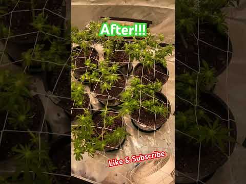 Week 3 flower Massive Defoliation and Lolipop. 2lb challenges #inhouse #cookies