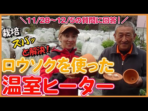  11月に温室に何を植えますか？冬に栽培を成功させるために温室を準備するにはどうすればよいですか？  庭園
