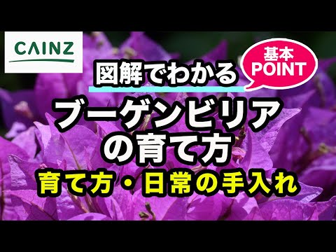 ブーゲンビリアを鉢に植え替える方法
