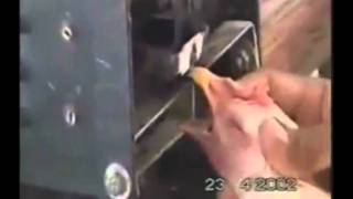 Leather Strip - Red Meat Attraction