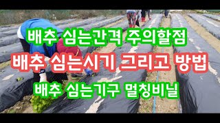 배추심는시기 방법 심는기구 그리고 주의할점 [배추재배방법] 괴산순정농부