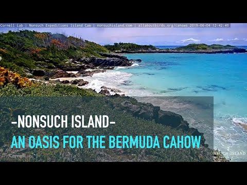 Nonsuch Island: An Oasis For The Bermuda Cahow