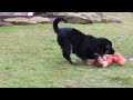 German Shepherd dogs for sale: SPECIAL Anita - Video 3