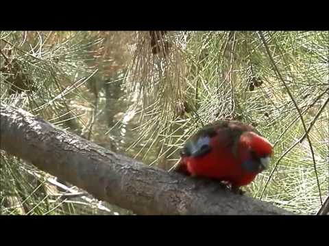 Australian Birdlife: Rosella