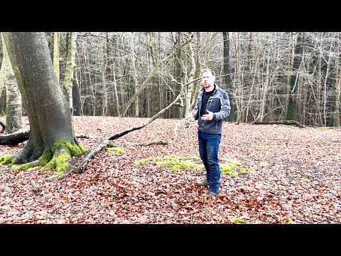 Interesting Facts about Beech Trees