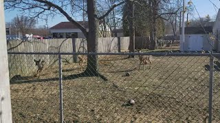 animales ciervos en el patio
