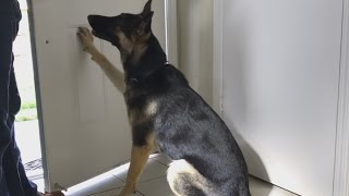 German Shepherd dog Training Close the Door Closing the Door GSD Kara Batilo How to train