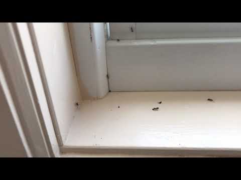 Carpenter Ants Take a Shower in Eatontown, NJ