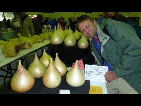 , title : 'Allotment Diary : Harvesting & preparing this years Exhibition Show Onions