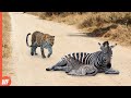 Look What Happened When This Leopard Attacked Zebra