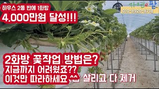 딸기 2화방 꽃작업 방법은???? 딸기 1화방에 4천 찍고 2화방은??? 저만 따라하시면 귀농한거 후회없이 …