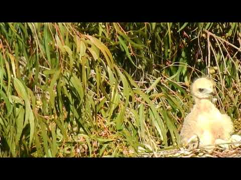 Two Red Tailed Hawks at play in their nest 1