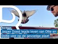Vlaardingse stadsduiven genomineerd voor beroemde internationale fotoprijs