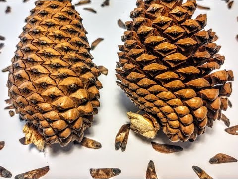 How to remove pine tree seeds from a pine cone