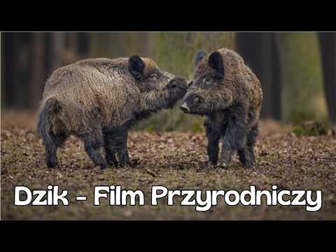 Dzik – Nietypowy Sąsiad | Film Przyrodniczy