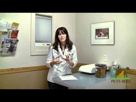 Repeat UTIs and Persistent Rashes in Pets