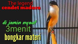 Download lagu Cendet Manapun Pasti Ikut Nyaut Dan Gacor,Masteran Cendet stres pasti ikut bunyi mp3