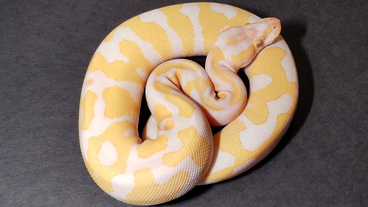 Ball Python Setup | What You Need to Buy!