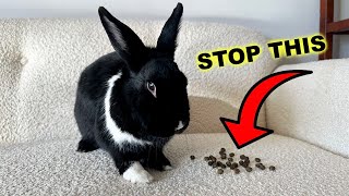 How do I stop my bunny from pooping EVERYWHERE?