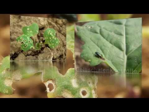 Den Rapserdfloh im Griff behalten