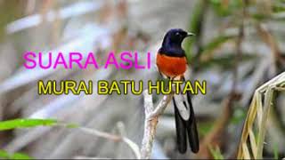 Download lagu SUARA MURAI BATU ALAMI KARAKTER SUARA ASLI, ALAMI/HUTAN mp3 Download lagu SUARA MURAI BATU ALAMI KARAKTER SUARA ASLI, ALAMI/HUTAN mp3