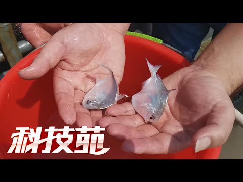銀鯧飼養
