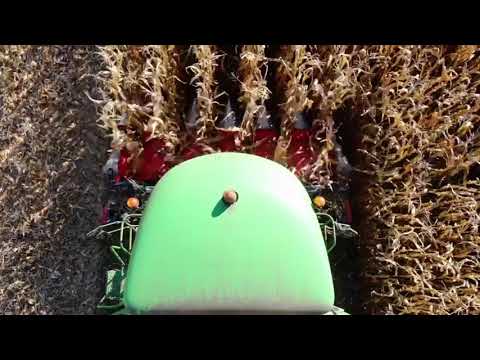 Körnermais Ernte 2021-Technomais Deutz 5670