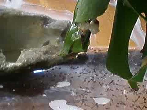 YouTube Video 0CJ8a16a_z8