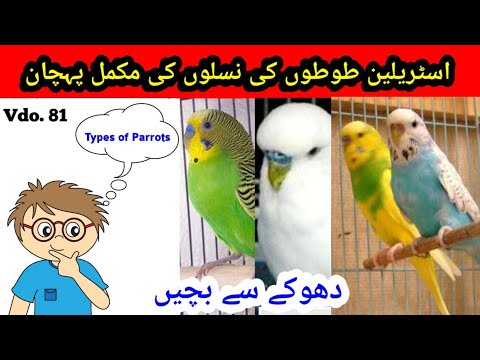 download lagu mp3 mp4 Australian Parrots List, download lagu Australian Parrots List gratis, unduh video klip Australian Parrots List