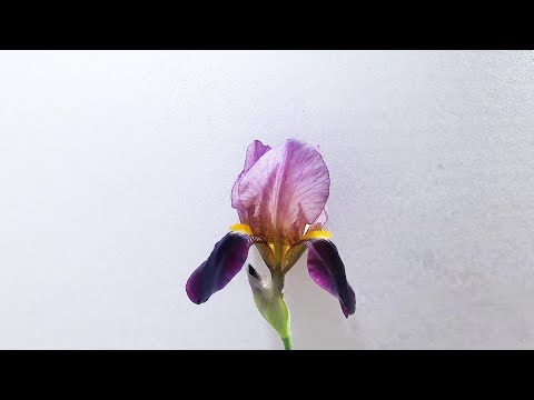 園芸 シベリアンアイリス