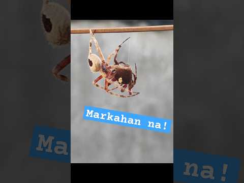 Mga markado at matatapang | Gagambang Tala | Marka Uno