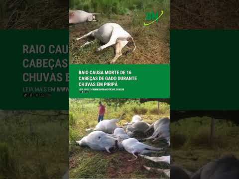 Raio causa morte de 16 cabeças de gado durante chuvas em Piripá